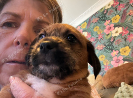 Beautiful small crossbreed pups