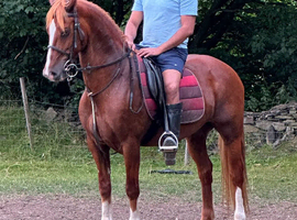 15.1 8YO gelding