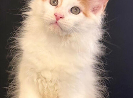 Tica registered maine coon kittens