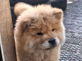 Chow chow
