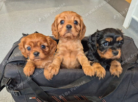 Beautiful Cavalier King Charles Spaniel Puppies