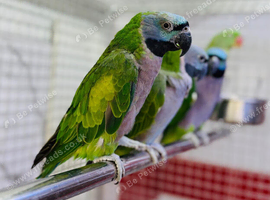 Derbyan parrot