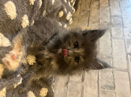 MAIN COON-  pure breed
