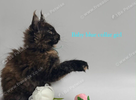 Maine coon kitten