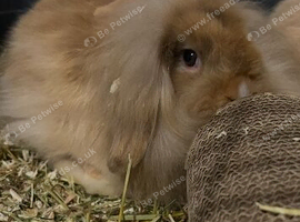 Female lion Lop rabbit