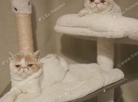 READY TO LEAVE NOW 1 BEAUTIFUL GCCF EXOTIC PERSIAN KITTENS
