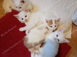 Kittens for sale