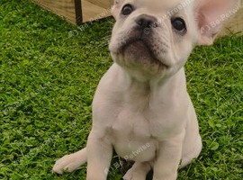French bulldog puppies, KC registered for sale