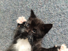 Beautiful little boy