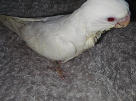 Handreared cockatiel babies