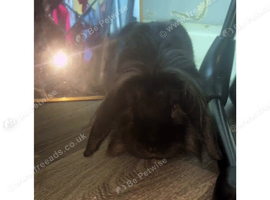 Male lion head rabbit
