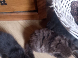 Cutey kittens