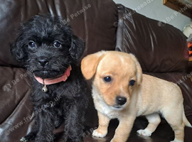 Shihpoo puppies