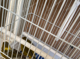 Breeding pair of canaries