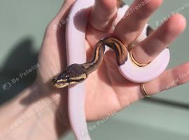 Gorgeous baby python for sale!