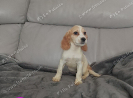 Cocker spaniel puppies for sale