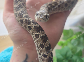 Axanthic Male Western Hognose &ndash; CB23 &ndash; &pound;120 ONO