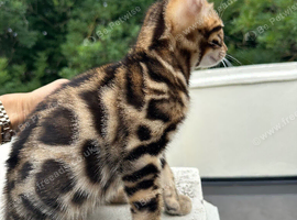 Bengal cat kitten male