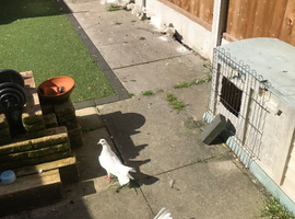 Lovely hand reared tame fancy pigeons