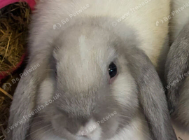 Seal point mini lop