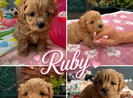 MALTIPOO XS &ndash; ADORABLE PUPPIES LOOKING FOR LOVING HOMES!