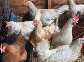 Point of Lay Pullets for Sale