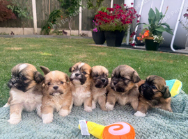 Lhasa Apso puppies