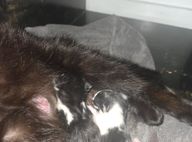 5 kittens