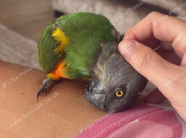 Senegal Parrot