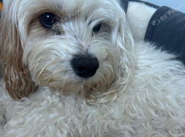 Cavapoo boy