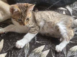 Lovely blue Russian female kitten