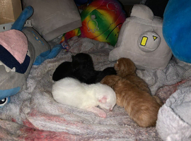 Kittens for sale