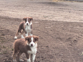 Border collie pups for sale males only