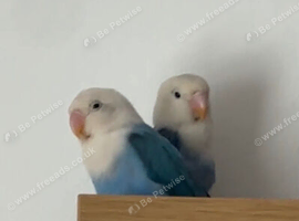 Lovebirds