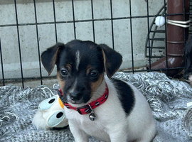 4 jack Russell puppies