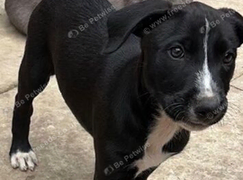 Lurcher pup for new home