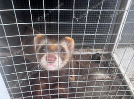 Male ferret free to good home