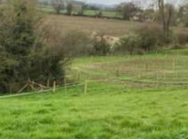 Wanted sole use land or stable for a colt and gelding