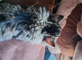 Half mancoon