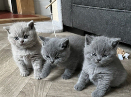 British Shorthair Kittens Vet Health Checked