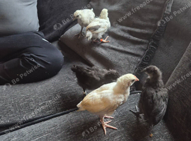 5 7 week old chicks for sale