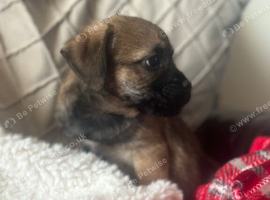 Stunning border terrier puppies