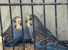 Baby budgies