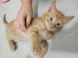 Maine coon x kittens ready now Bristol