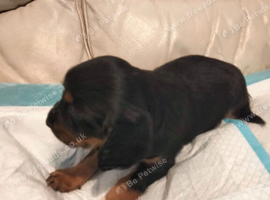 Sprocker pups for sale