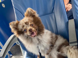 Pomeranian for stud