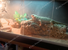 2 year old female 4 ft tank and all setup