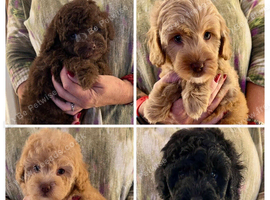 Stunning Labradoodles (Miniature) From Health tested parents