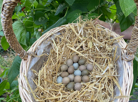 Chinese Painted/Button Quail Eggs & Chicks