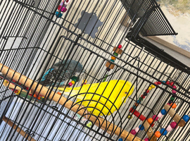 budgies